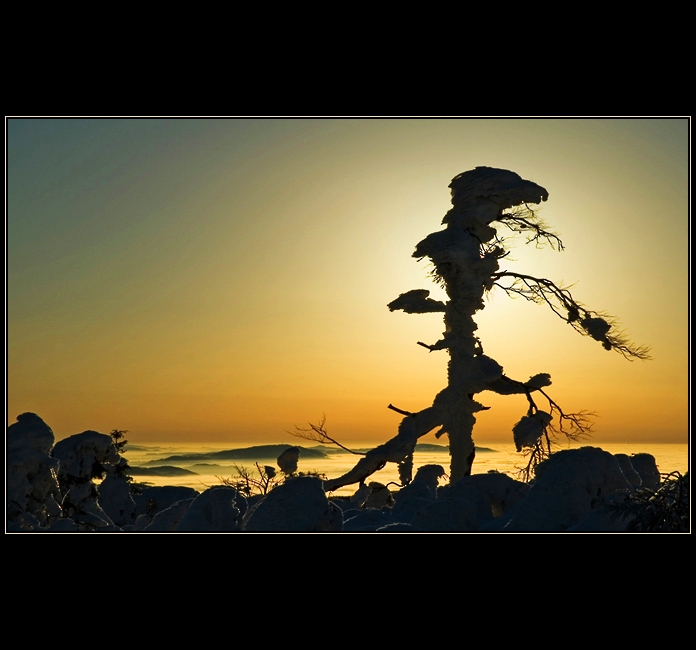 dřevění  hrdinové