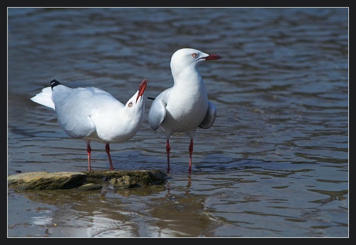 Zase se předvádí.