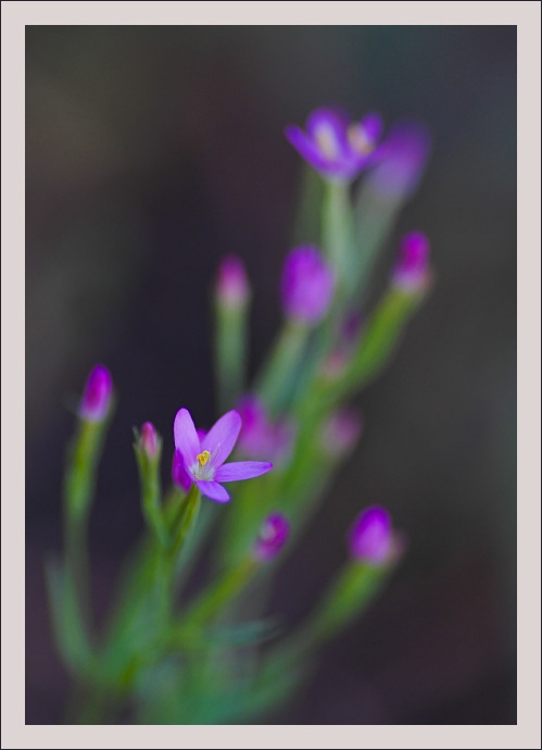 Motiv z letní louky