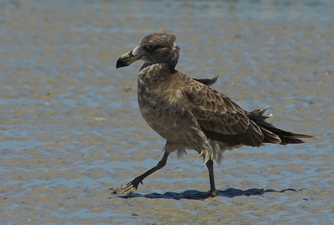 Kráčející albatros