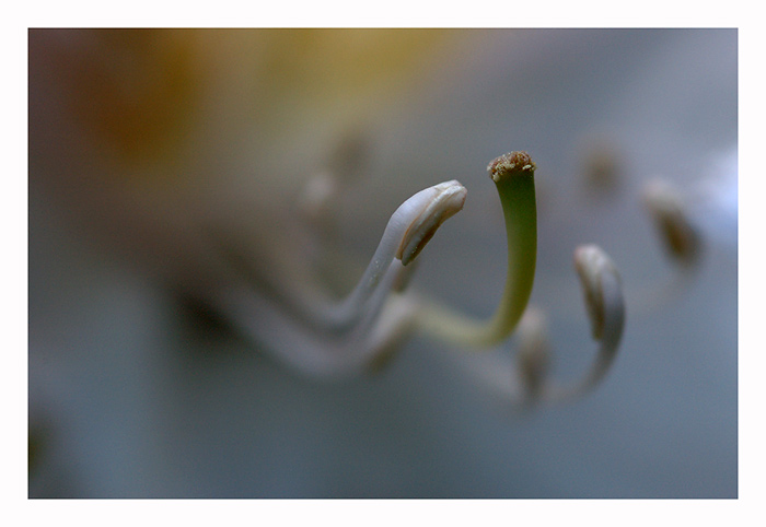 rododendron