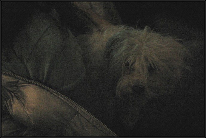 fifi
