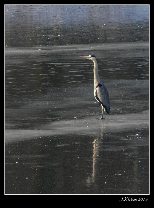 Vyfoť si svoji volavku!