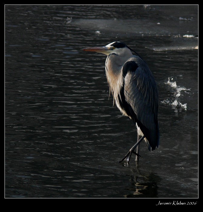 Volavka popelavá II.