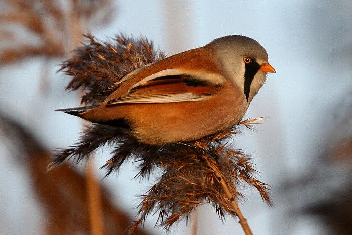 Sameček sýkořice vousaté.
