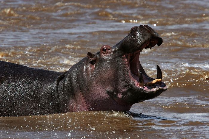 Hroši na řece Mara