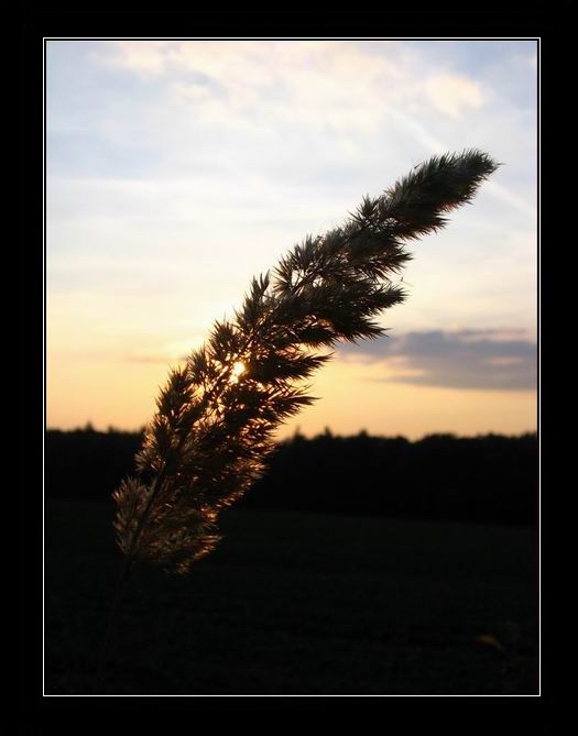 GRASS