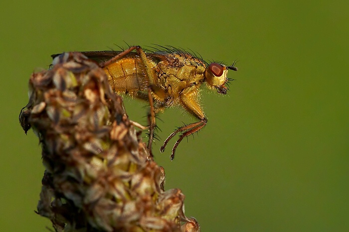 dry fly