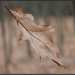 Vzpomínka na podzim