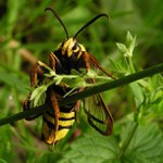 Není motýl jako motýl