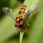 Pestřenka