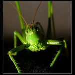 \"..ja su konik, mužem si tykajt jo?..\"