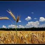 Vzpomínka na léto.