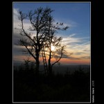 starý buk za soumraku