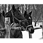 ..:za ohradou III:..