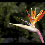 Strelitzia