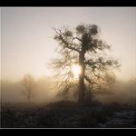 Mlhavé ráno na Pohansku II.