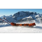 .:[ledové sáně]:.