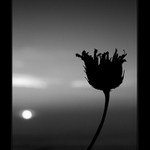 SVĚTLO Z POSLEDNÍCH