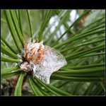 \"Medveď v spánku\"