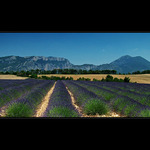 Levandulová Provence III.