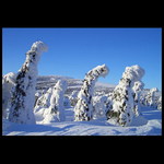 * kam všichni jdete? *