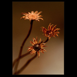 Zimní kvítky....III