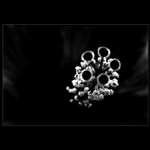 v černobílém hábitu