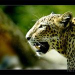 ... jedna kočka ...