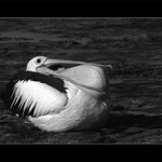 Rozcvicka zobaku.. ;o()