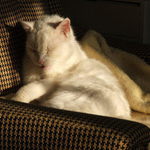 skore ranne vstavanie :-)