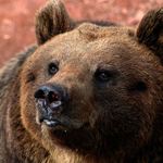 Méďa - můj maskot