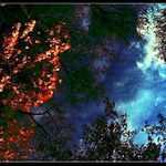 Byl podzim a já plul očima vzhůru jako volný pták...