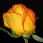 Růže v nejlepších letech...