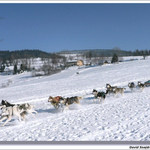 Šediváčkův long 2006