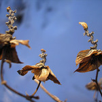 Tanečnice z Lúčnice