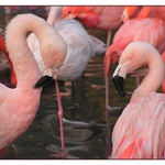 Phoenicopterus ruber