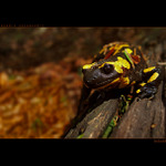 salamander