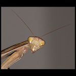 Modlivka - portrét na OP