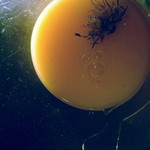 Pokusný fotoantikýč z rozbité zaprášené sklenice pro Ariho, dobytčí mládě i těch zbylých sto S.