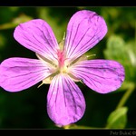 Z jednoho výletu...