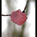 Já vím,ta kompozice,ale jinak se mi moc líbila :)