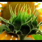 Zo života slnečníc 2