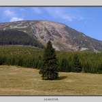 samotář nebo vůdce?