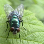 \"muška jenom zlatá\"