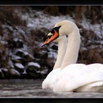 Dokonalá harmónia...