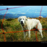 [ Ovčácký pes ... ™]