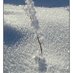 zapadaná větvička