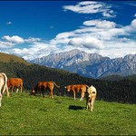 Lago Di Como - Milka