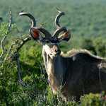 Kudu
